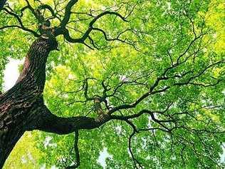 Lismore City Council is calling on its residents to provide some feedback on what should be come the towns signature tree. Picture: Terra Sword