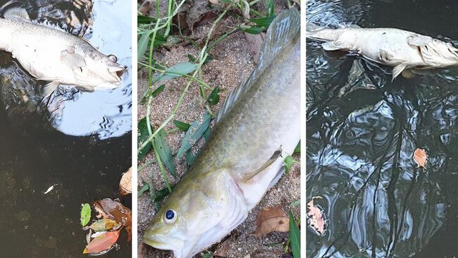 Ben Waters said he saw three dead Mary River Cod in Six Mile Creek at the back of his Mothar Mountain property.