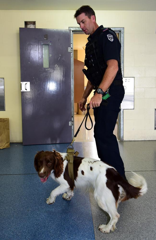 Passive alert drug detection dog Ernie at Townsville Correctional Centre. Picture: Evan Morgan