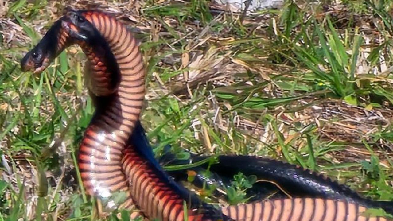 ‘They were huge’: Red-bellied black snakes in heated tussle