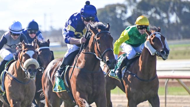 Mr News can stay unbeaten for the Nick Ryan stable when he competes in the last race at Echuca on Thursday. Picture: Racing Photos via Getty Images