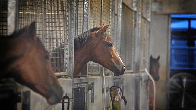 Pre dawn action behind the scenes at Sunshine Coast Racetrack, Corbould Park. Picture: John McCutcheon