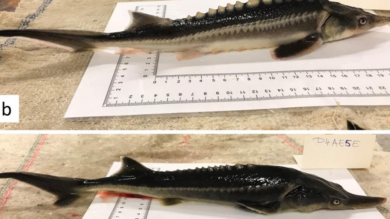 Examples of the hybrids bred from the sturgeon’s eggs and paddlefish’ sperm. Picture: Kaldy et al / Genes