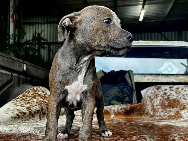 Detectives from Ipswich Criminal Investigation Branch CIB are appealing for public assistance to locate two stolen puppies and reunite them with their owners in Pine Mountain. Picture: Queensland Police