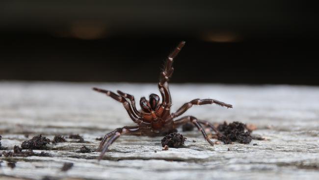 The Australian Reptile Park is issuing a warning to the public on funnel-web spiders.