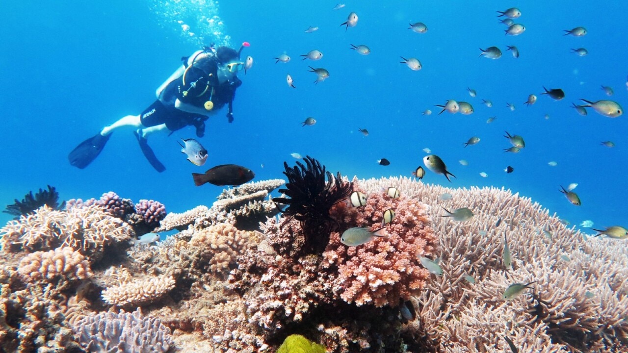 Gold Coast’s Wonder Reef opens to public