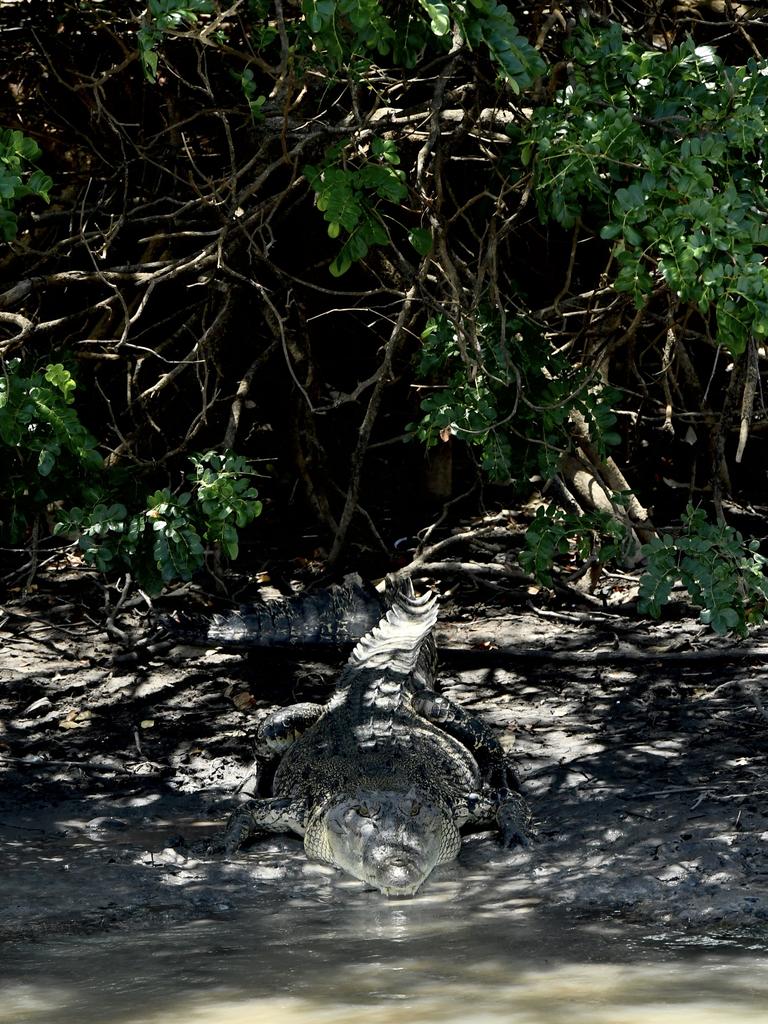 Saltwater crocodile on the banks of the Mary River. Picture: Amanda Parkinson