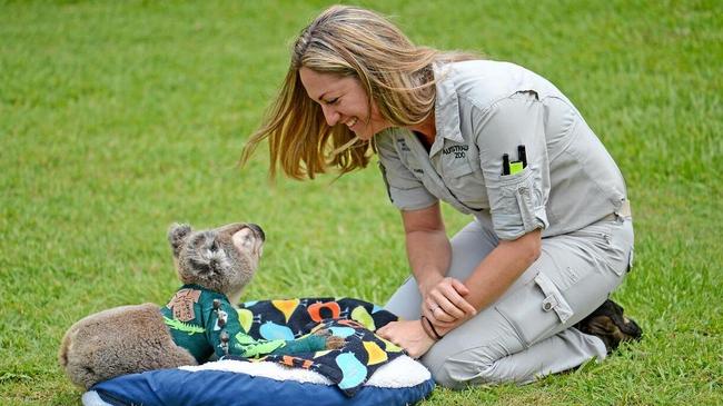 BOUNCING BACK: In September last year, Pinto the Koala was admitted to the Australia Zoo Wildlife Hospital and now the team is delighted to be releasing him back into the wild. Picture: Contributed