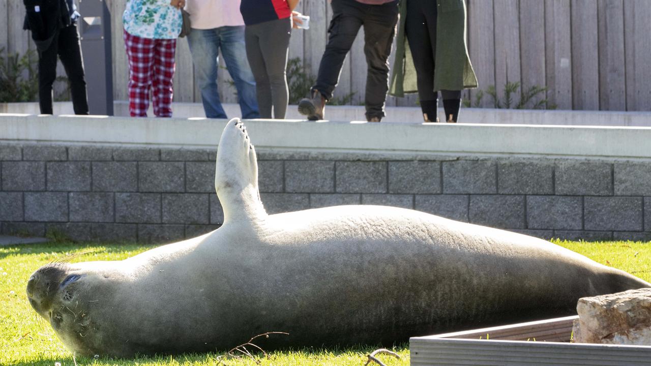 Neil the elephant seal at Kingston Beach. Picture: Chris Kidd