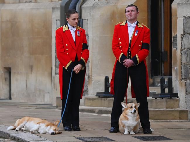 The pomp and ceremony of the day all got a bit too much for one pooch. Picture: Getty Images