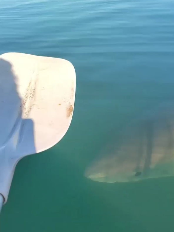 Shark spotting near Port Augusta, South Australia.