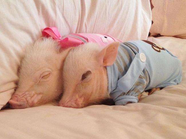 Priscilla (left) is 19 months old and Poppleton is just 12 months old.