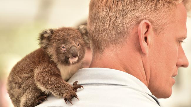 An orphaned baby koala sits on the shoulder of a vet at a makeshift field hospital at the Kangaroo Island Wildlife Park on Kangaroo Island on January 14. Picture: AFP