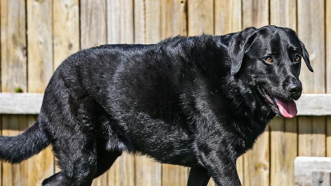 Jett the 2 year old Black Labrador has severe hip dysplasia at the hands of a shady backyard breeder.  Picture: Zak Simmonds