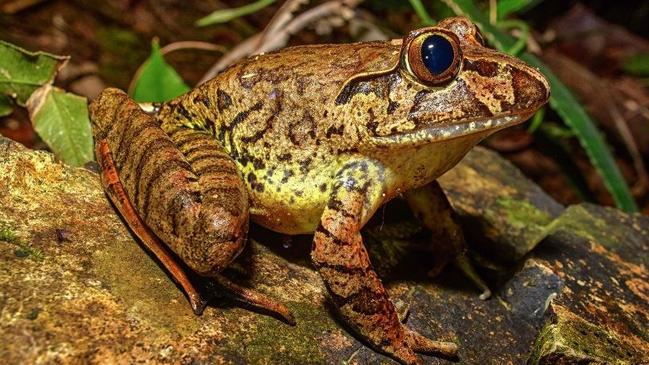 The giant barred frog is one of the endangered species along the Pacific Highway upgrade corridor.