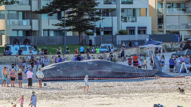 The whale has made appearances in major cities around the world including London, Paris, Warsaw and Madrid but this is its first visit to Australia. Picture: Russell Millard Photography