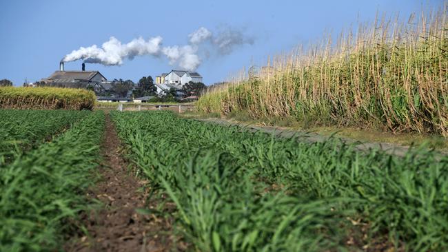 Bundaberg sugar cane.