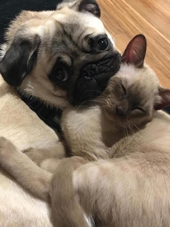 PEANUT & YODA: We’ve got some serious snuggle envy of cuties Peanut the pug and Yoda the burmese.