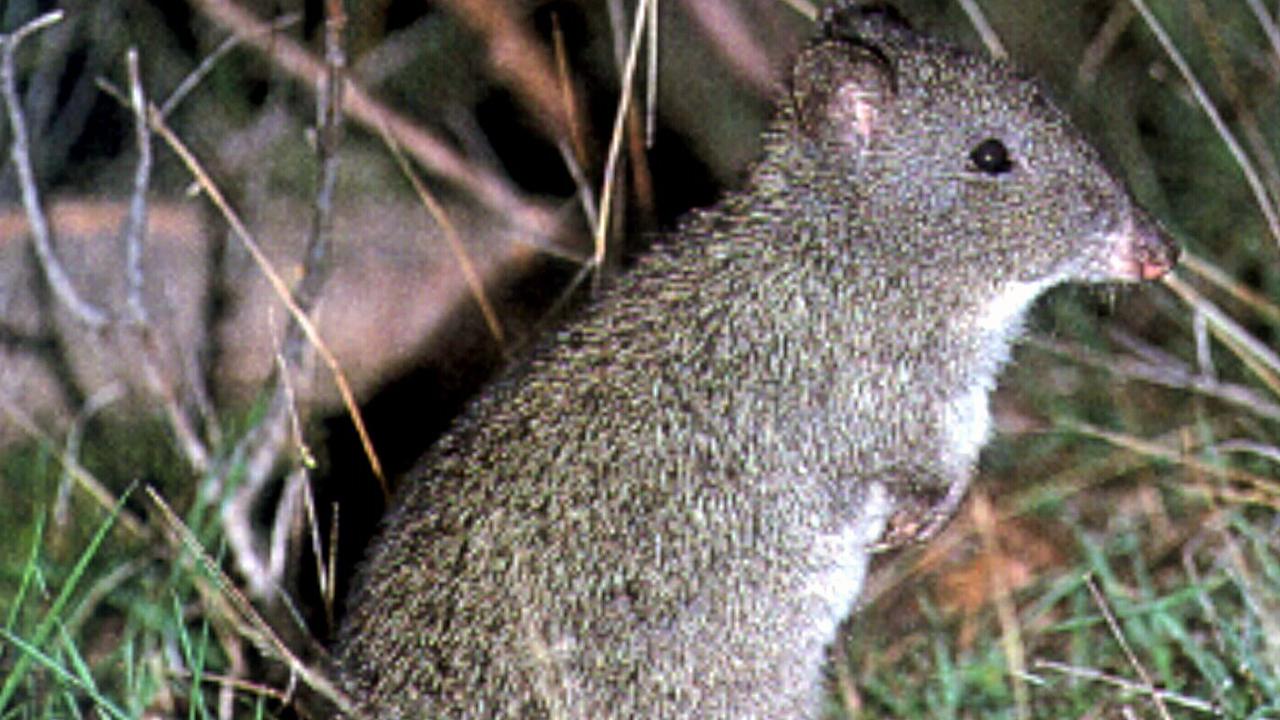 Climate change has already seen the extinction of the Bramble Cay Melomys.