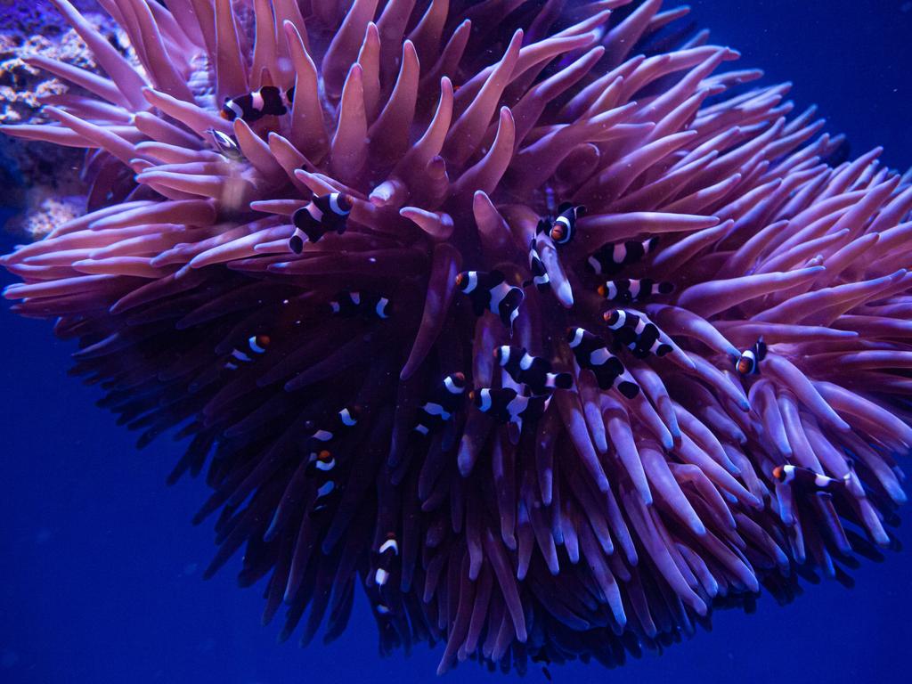 SEA LIFE Sydney Aquarium has welcomed 50 baby black and white Ocellaris Clownfish. Image: SEA LIFE Sydney Aquarium.