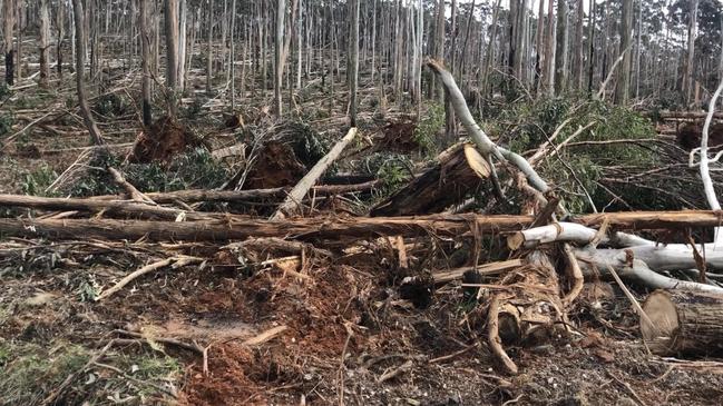 Hundreds of trees were destroyed in the mid-June storm across central Victoria.