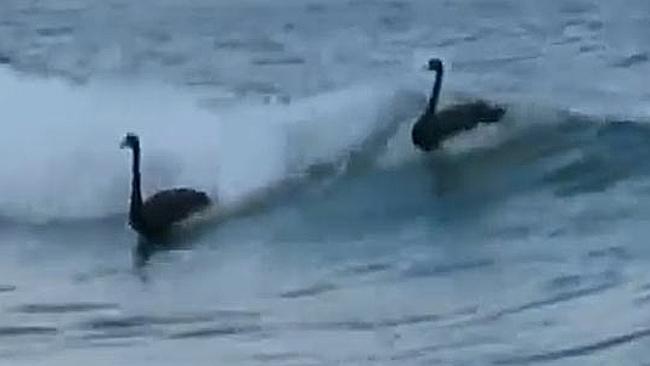 Black swans surfing at Kirra Beach, Gold Coast. Image: Nine News