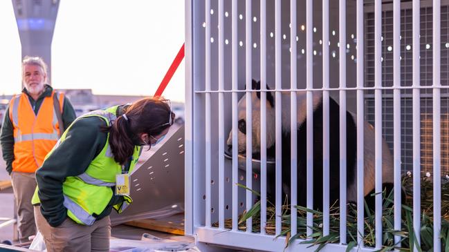 Adelaide Zoo officially waved goodbye to Giant Pandas Wang Wang and Fu Ni at Adelaide Airport on Friday 15th November 2024 Picture: Zoos SA