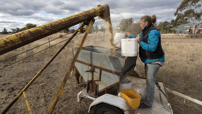 Jess Taylor fills grain tubs. The longer term outlook for rain in the district is dire. Picture: Getty