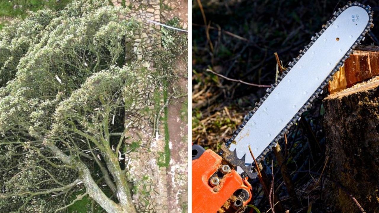 Çınar boşluk ağacı: İngiltere’de polis 300 yıllık ağacın kesilmesini araştırırken dev elektrikli testere bulundu