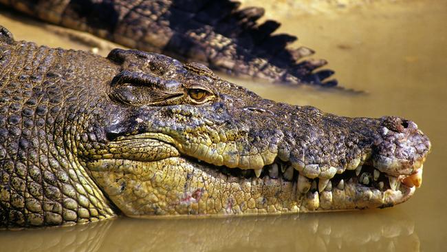 The NT’s crocodile farmers will have a new plan of action to work towards.