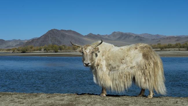 MONGOLIA - 2015/10/01: A white yak along the Hovd River near the city of Ulgii (Ãâlgii) in the Bayan-Ulgii Province in western Mongolia. (Photo by Wolfgang Kaehler/LightRocket via Getty Images)