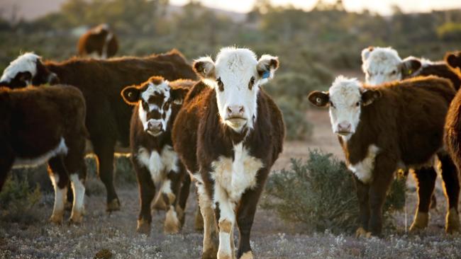 The survey calculated that 89 per cent of all cattle producers in the south were running some breeding cows and 84 per cent of them had steers aged under two years.