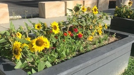 PIZZA PLANTER: In the past few months, the Quad has been home to some large pizza garden: a planter boxes full of vegetables, herbs and some impressive sunflowers were part of the Youth Pizza Garden, which came about due to a partnership between NSW Health and the Lismore Library.