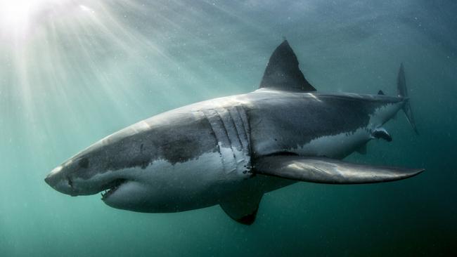 Curtin University, Miles Parsons: Sonar study detects sharks 100m ...