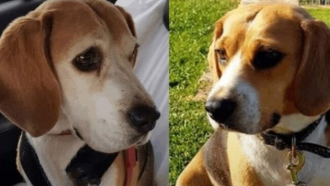 Beagles Lexi and Hunter have gone missing from their Mount Barker home. Picture: Michelle Buckley