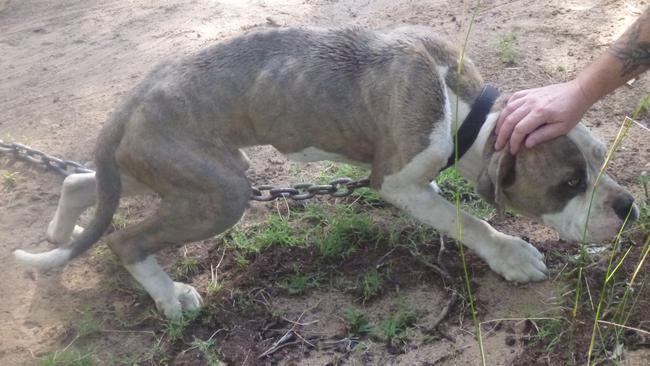 A browbeaten dog found chained at the property.