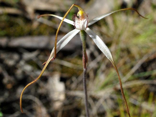 These small, stunning flowers often go unseen and can disappear in a landscape before we even realise. The red cross spider orchid is listed as vulnerable. Picture: Stuart Mill