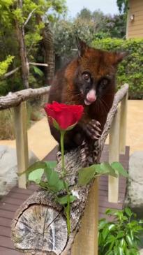 Aussie animals dig into Valentine's Day treats