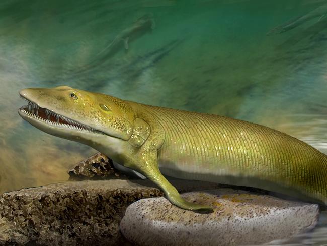 Artists reconstruction of an ancient *Elpistostege*fish fossil found in Miguasha, Canada, which has revealed new insights into how the human hand evolved from fish fins. Research involving Flinders University palaeontologist Professor John Long. Supplied. MUST CREDIT: KatrinaKenny