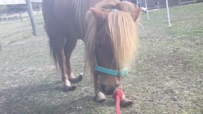 Minky the pony