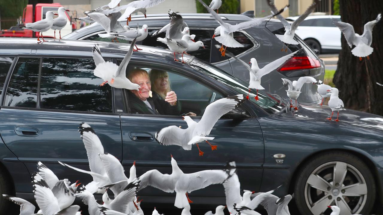 Seagulls have been known to get a little too close when there’s food around. Picture: NCA NewsWire / David Crosling