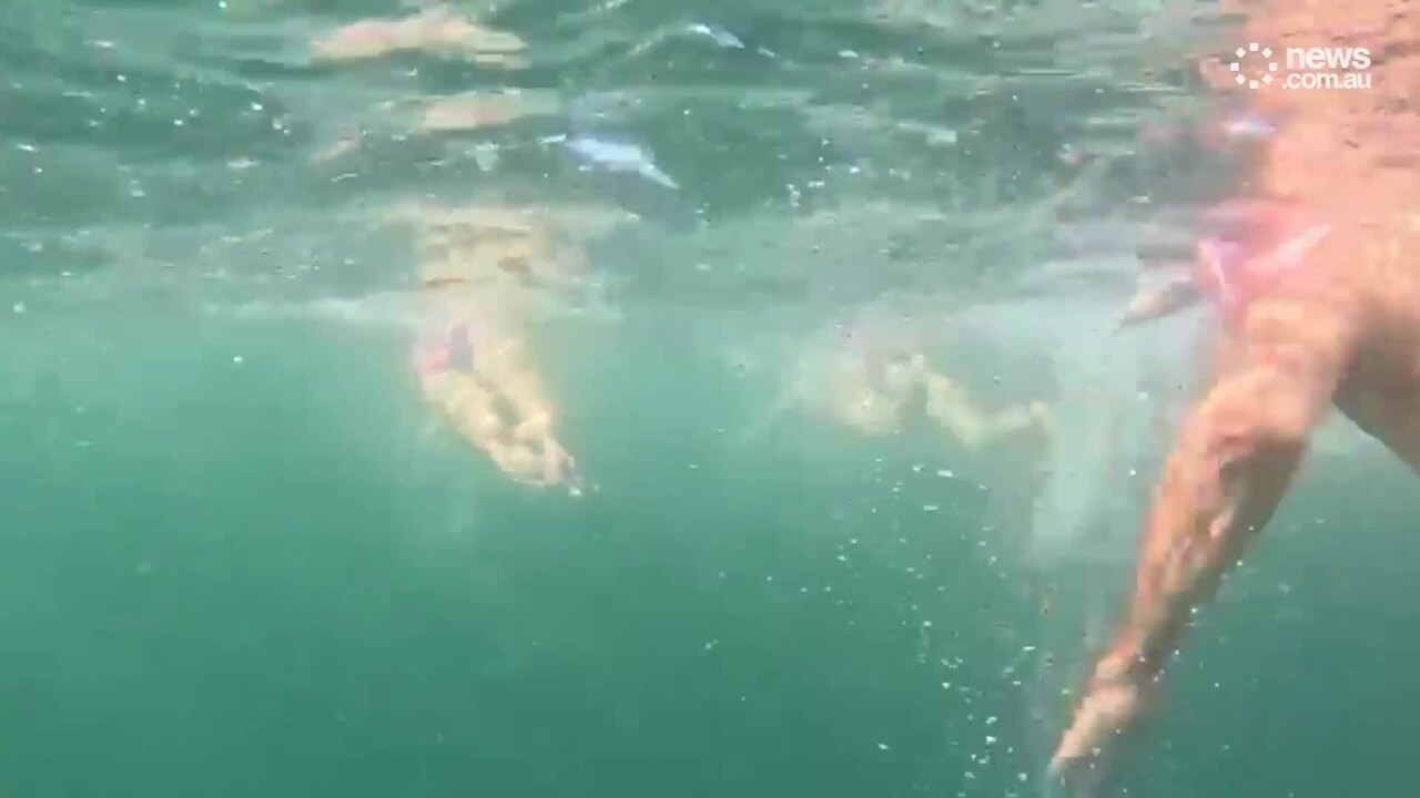 Brave Bondi swimmers head to shark nets in protest