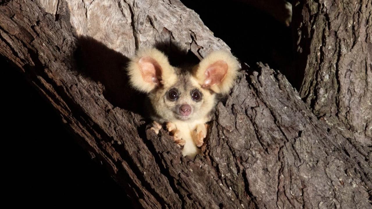 Greater glider spotted in a state forest near Maryborough at the end of July 2024. Source: Josh Bowell.