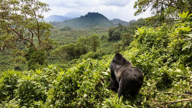 A mountain gorilla surveys his domain.