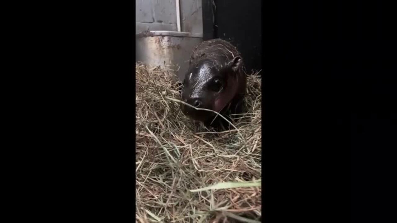 Virginia Zoo Welcomes Birth of Adorable Pygmy Hippo