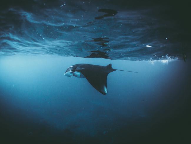 Manta ... A manta ray swimming in the Indian ocean, Indonesia. Picture: Daniel Hunter, UK, Entry, Open, Wildlife, 2017 Sony World Photography Awards