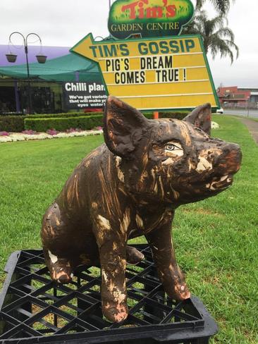 Pig in mud celebrates its book Dreaming About Mud.