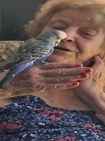 Gladys Farely, who turns 101 on Friday, with her beloved budgerigar Susie who loved to talk and used to follow Gladys around the house.