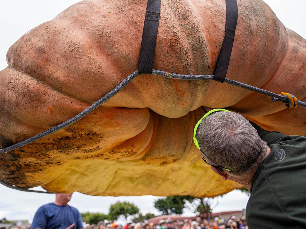 This handout photo obtained on October 10, 2023 shows the Half Moon Bay World Championship Pumpkin Weigh-Off of the 2,749-pound (1247kg) champion pumpkin in Half Moon Bay, California, on October 9, 2023. This yearâs record-setting giant pumpkin was grown by defending champion Travis Gienger of Anoka, Minnesota. (Photo by Handout / Half Moon Bayâs World Championship Pumpkin Weigh-Off / AFP) / RESTRICTED TO EDITORIAL USE - MANDATORY CREDIT "AFP PHOTO / Half Moon Bayâs World Championship Pumpkin Weigh-Off  " - NO MARKETING - NO ADVERTISING CAMPAIGNS - DISTRIBUTED AS A SERVICE TO CLIENTS