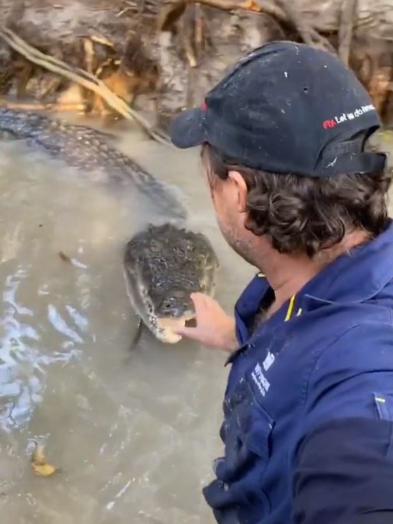 Outback Wrangler Matt Wright manhandles wild 4m crocodile, Bonecruncher |  NT News